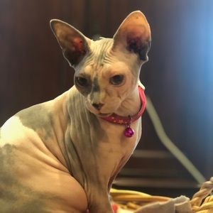 Meet your Posher, Rebecca